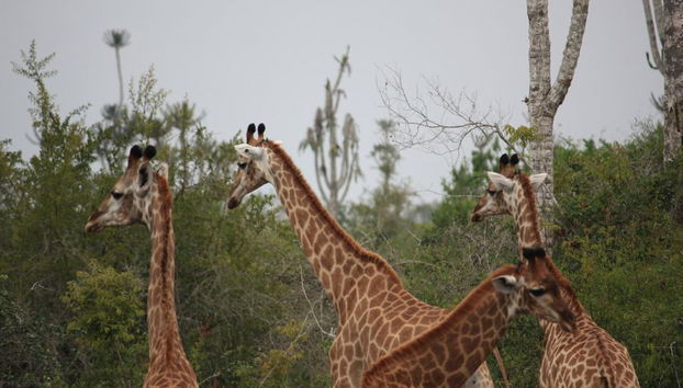 Kissama National Park Safari Tour - Foto 2